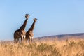 Two Giraffes Together Wildlife Animals Royalty Free Stock Photo