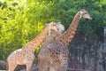 Two giraffes Royalty Free Stock Photo