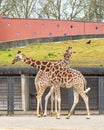 Two giraffes walk in the same enclosure at the zoo in Amsterdam in the Netherlands Royalty Free Stock Photo