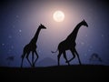 Two giraffes walk in savannah. Animal silhouette. Full moon at night Royalty Free Stock Photo