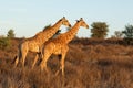 Two giraffes walking in natural habitat, Kalahari desert, South Africa Royalty Free Stock Photo