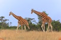 Two giraffes walking in the samburu Royalty Free Stock Photo
