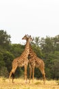 Two giraffes. War in the Savanna. Masai Mara. Royalty Free Stock Photo