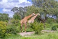 Two giraffes in the wild Royalty Free Stock Photo