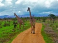 Two giraffes & x28;Giraffa camelopardalis& x29; walking on pathway in colorful African savannah Royalty Free Stock Photo