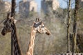 Of two giraffes in a zoo habitat, standing side-by-side in a lush green enclosure Royalty Free Stock Photo