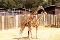 Two Giraffes at the zoo Royalty Free Stock Photo