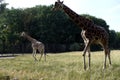 Two giraffes in a zoo stands on the grass extends a long neck
