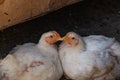 Two girlfriends - white chickens look at the camera with curiosity