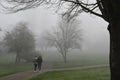 Morning fog through trees in Redmond, WA Park Royalty Free Stock Photo