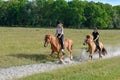 Two girls riding galloping horses on a natural park of Copenhagen in Denmark