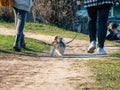 Two girls and a small dog walking or strolling in the park King Mihai I park on a nice sunny day Royalty Free Stock Photo