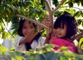 Two girls in a tree Royalty Free Stock Photo