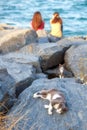 Two girls and two cats resting on the rocky shore of the Bosphorus, Istanbul