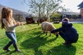 Two girls walking with farm sheep Royalty Free Stock Photo