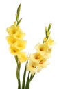 Two gladioli flower spikes Royalty Free Stock Photo