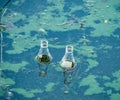 Two glass bottles floating on the surface of water Royalty Free Stock Photo