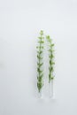 Two glass science test tube with green wild plant for biotechnology research on white background