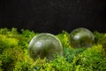 two glass spheres on green lichen with black background Royalty Free Stock Photo