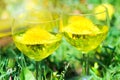 Two glasses of dandelion drink. Dandelion meadow, romantic summer background Royalty Free Stock Photo