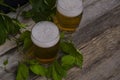 Two glasses of light beer on a wooden gray background with a branch of hops