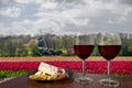 Two glasses of red wine with cheese and meat assortment on view of tulips field and windmill in Netherlands. Glass of red wine