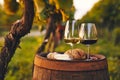 Two glasses of white and red wine in the vineyard Royalty Free Stock Photo