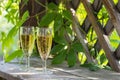 Two glasses of white sparkling wine Royalty Free Stock Photo