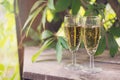 Two glasses of white sparkling wine Royalty Free Stock Photo