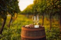 Two glasses of white wine in the vineyard Royalty Free Stock Photo