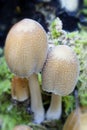 Two Glistening Inkcap Royalty Free Stock Photo