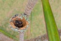 Two Glittering-Bellied Emerald hummingbird chicks, Chlorostilbon Lucidus, in their nest, hatched one day ago, Brazil