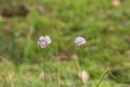 Two globe violet flowers with many petals on stems in green forest with moss, grass. Purple flowers of wild allium onion Royalty Free Stock Photo