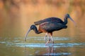 Two glossy ibis plegadis falcinellus on a beautiful background Royalty Free Stock Photo