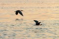 Two glossy ibises flying over Inle lake at sunset in Burma Myanmar