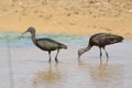 Two Glossy Ibises in Oman Royalty Free Stock Photo