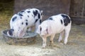 Two Gloucester Old Spot Piglets in animal pen Royalty Free Stock Photo