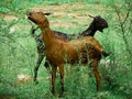 two goat eating thorn grass at forest area field