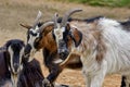 two goat faces with horns and beard