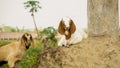 Two goat kids of Bangladeshi advanced breed. Baby goats look cute. Close-up photo of a quality goat