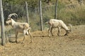 Two goat Kri-Kri Royalty Free Stock Photo