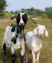 Two goat portrait Royalty Free Stock Photo