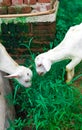 Two goat`s kid with grass