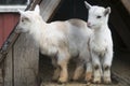 Two goatlings at a farm Royalty Free Stock Photo