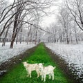 Two goatlings in winter park
