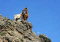 Two goats Royalty Free Stock Photo