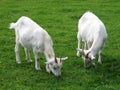 Two goats Royalty Free Stock Photo