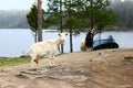 Two goats and a boat on the island Royalty Free Stock Photo