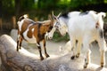 Two goats butting on a log on beautiful sunny summer day Royalty Free Stock Photo