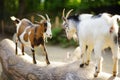 Two goats butting on a log on beautiful sunny summer day Royalty Free Stock Photo